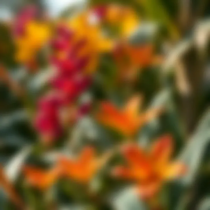 Close-up of exotic flowers representing the biodiversity of Al Barari