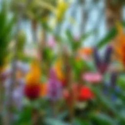 A vibrant Discovery Garden showcasing diverse plant life