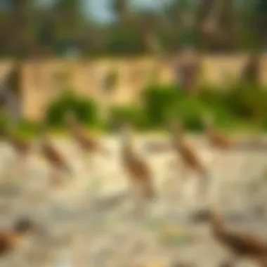 Wildlife at Ras Al Khor Birds in their natural habitat within Ras Al Khor's protected area.