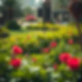 Lush green park in Um Ramool showcasing local flora